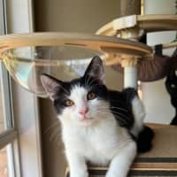 Photo of Domino
