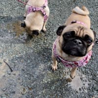 Photo of Peggy Sue