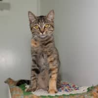Photo of Tiger