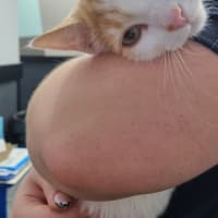 Photo of Cinnabon