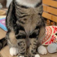 Photo of Trap