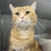 Photo of Simba