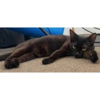 Photo of 12143   Bear Bear