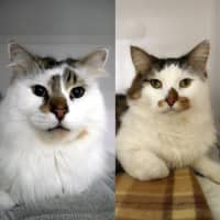 Photo of Hugo & Louie