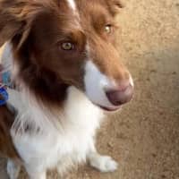 Photo of Jersey   4 Year Old Border Collie