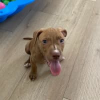 Photo of Teak   10 Week Old Staffy X (On Trial)