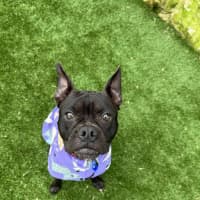 Photo of Letti   2 Year Old Boston Terrier X Staffy