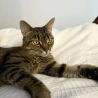 Photo of Dolly   In Foster Care In South Yarra