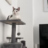 Photo of Bibi