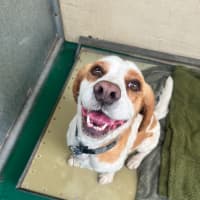 Photo of Oscar (64439)