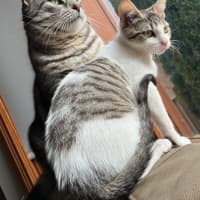 Photo of Simba