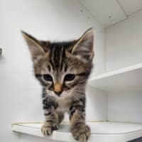 Photo of Cereal Kittens