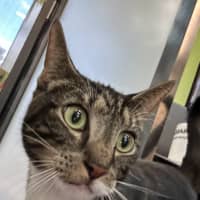 Photo of The Jailbreaker 