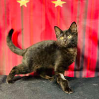 Photo of Draco (Located In Preston) 