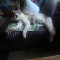 Photo of Hadley 🩷