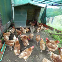Photo of Chickens