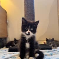 Photo of Kit