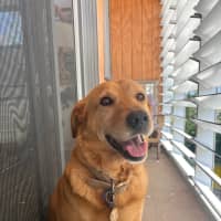 Photo of Millie   6 Year Old Lab X Kelpie