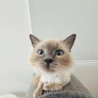 Photo of Mojo
