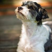 Photo of Benji