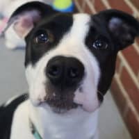 Photo of Penelope 
