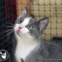 Photo of Cookie