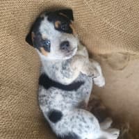 Photo of Scotch