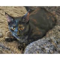 Photo of 11589   Maisie