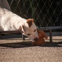 Photo of Barney