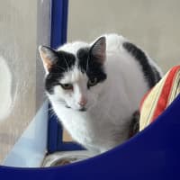 Photo of Patch 