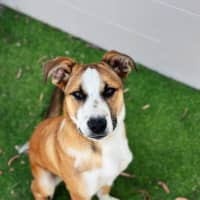 Photo of Rogue (Tuff)