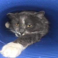 Photo of Milkshake