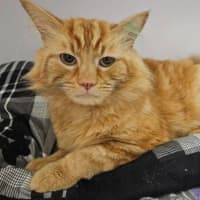 Photo of Tigger