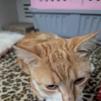 Photo of Missy Elliot