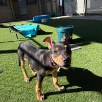 Photo of Daisy