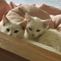 Photo of Rumi & Finn