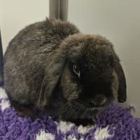 Photo of Midnight