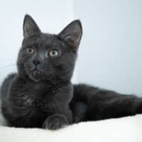 Photo of Baby