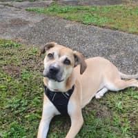 Photo of Mulan *$250 Adoption Fee*