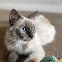 Photo of Lily
