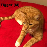 Photo of Tigger
