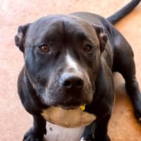 Photo of Oodie (Muggsy)