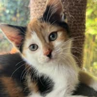 Photo of Matilda   In Foster Care In Cranbourne