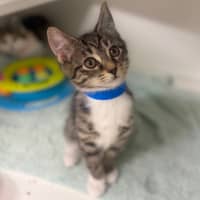 Photo of Caesar