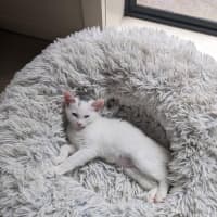 Photo of Yuki   Located In Coburg