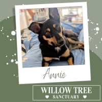 Photo of Annie