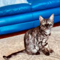 Photo of Nova