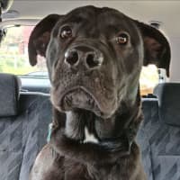 Photo of Cosmo