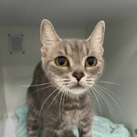 Photo of Mouse