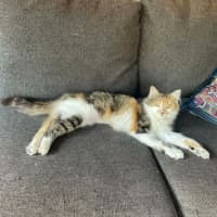 Photo of Tilly   In Foster In Bentleigh East